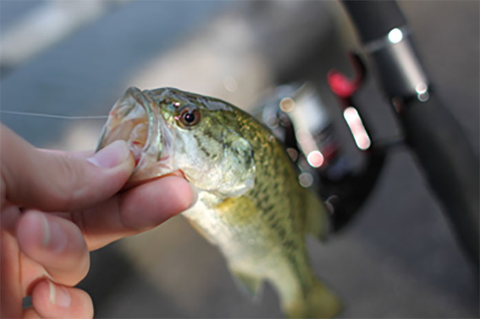 バスフィシング