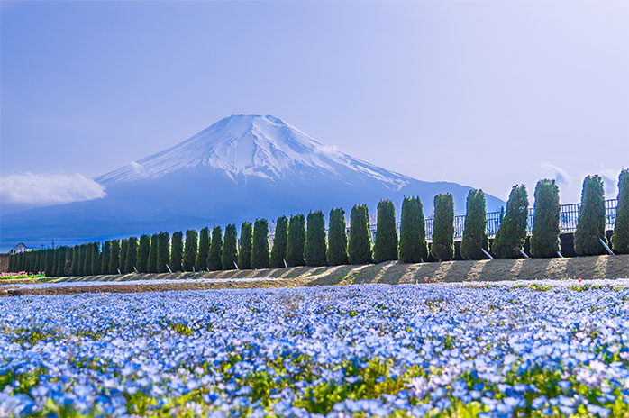 山中湖花の都公園